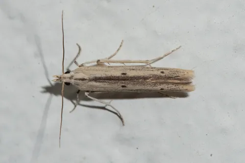 Large Batrachedra Moth - Hodges#1413