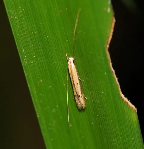 Batrachedra eustola