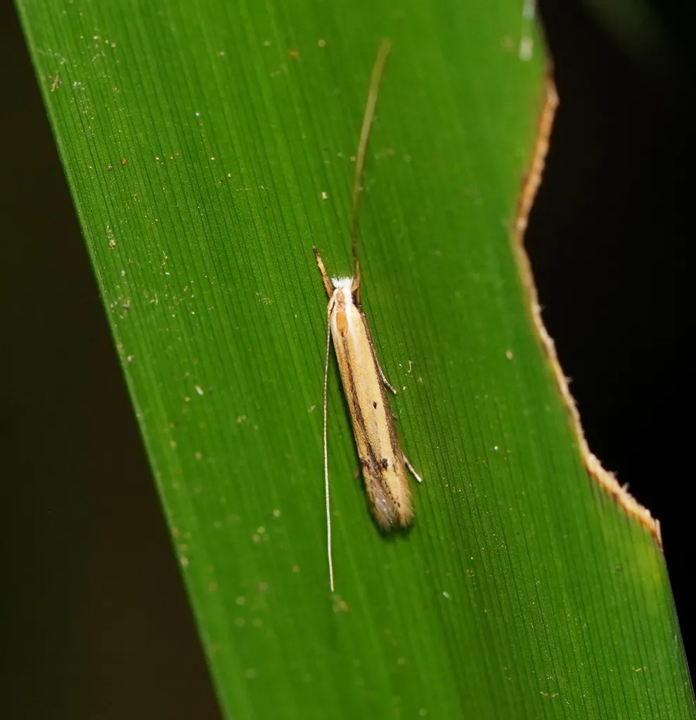 Batrachedra eustola - photo 2