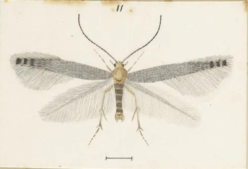 Batrachedra filicicola