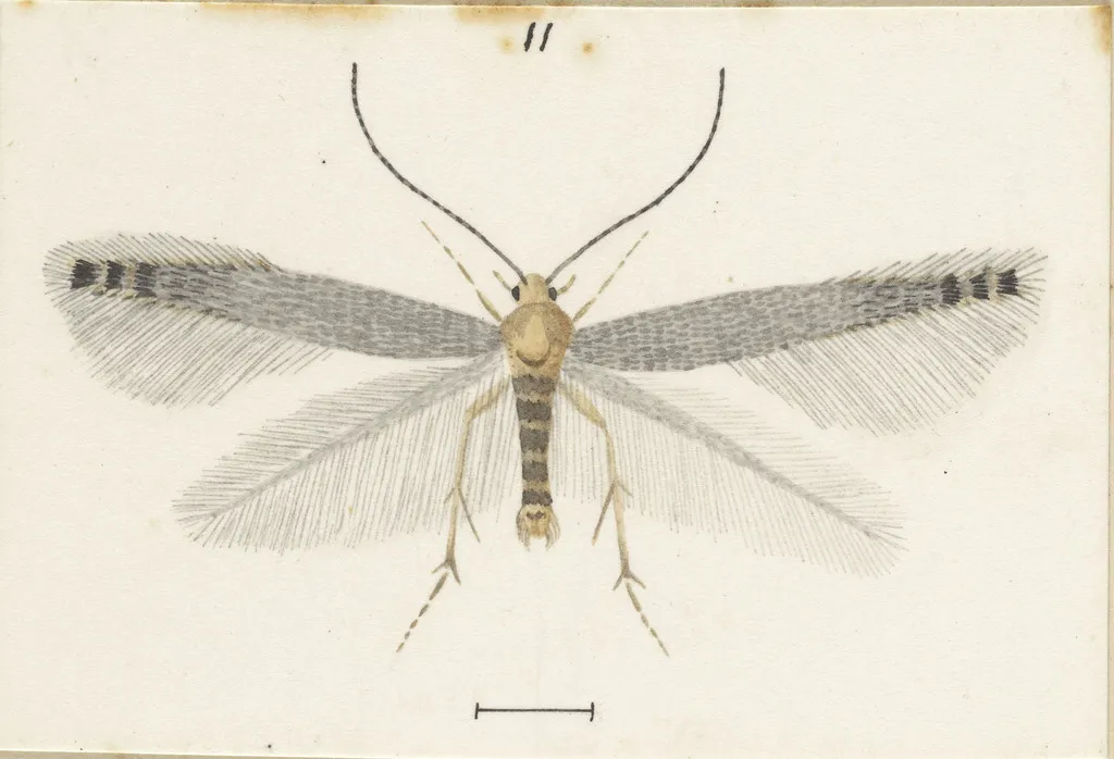 Batrachedra filicicola - photo 2