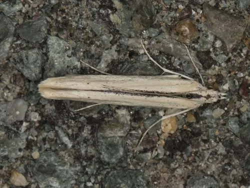 Batrachedra hageter