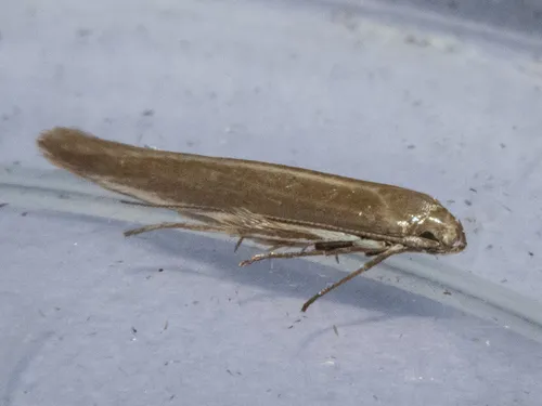 Batrachedra liopis