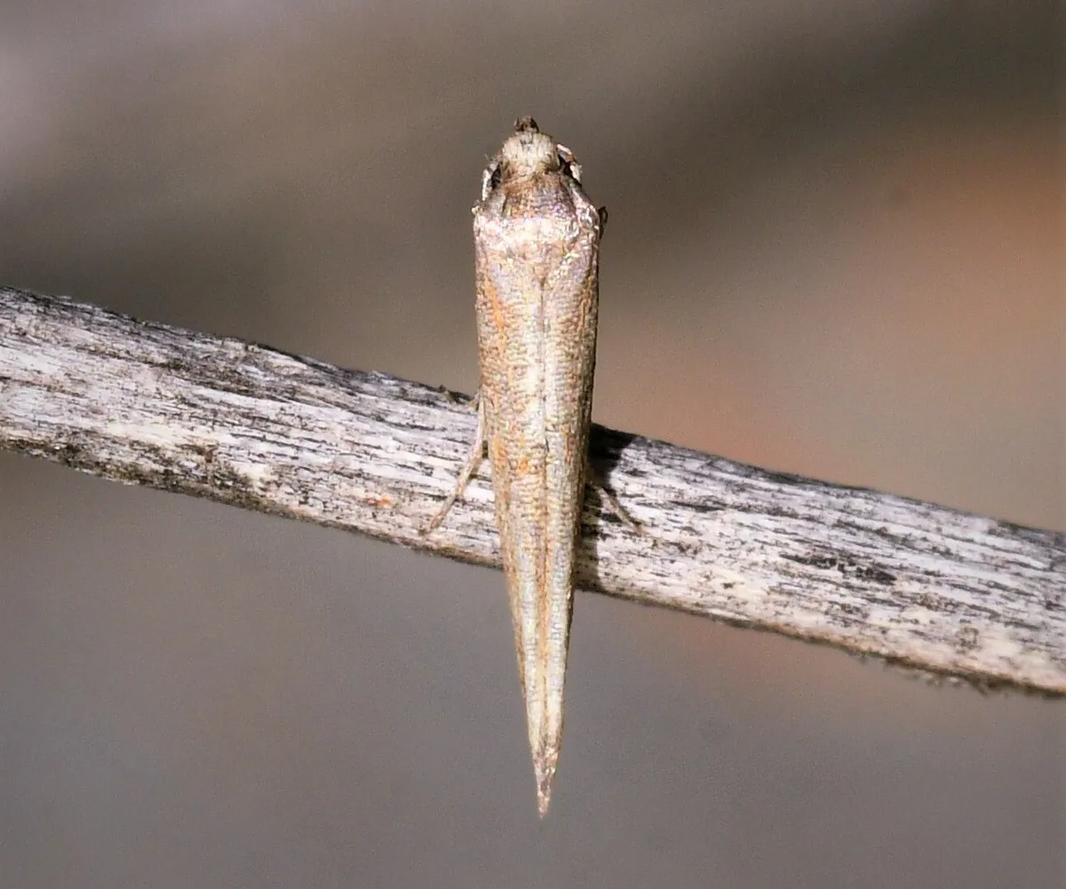 Batrachedra parvulipunctella - photo 3