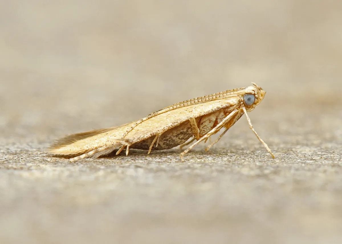 Batrachedra pinicolella - Hodges#1416.1 - photo 2