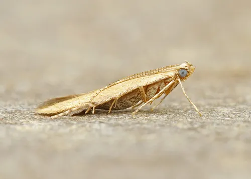 Batrachedra pinicolella - Hodges#1416.1 - photo 3