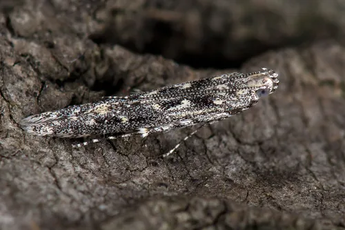 Batrachedra praeangusta