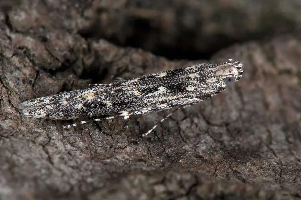 Batrachedra praeangusta - photo 2
