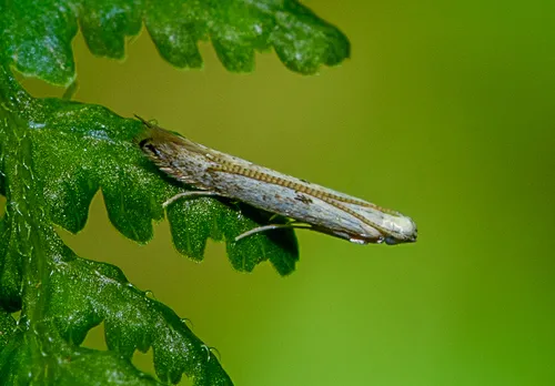 Batrachedra psithyra