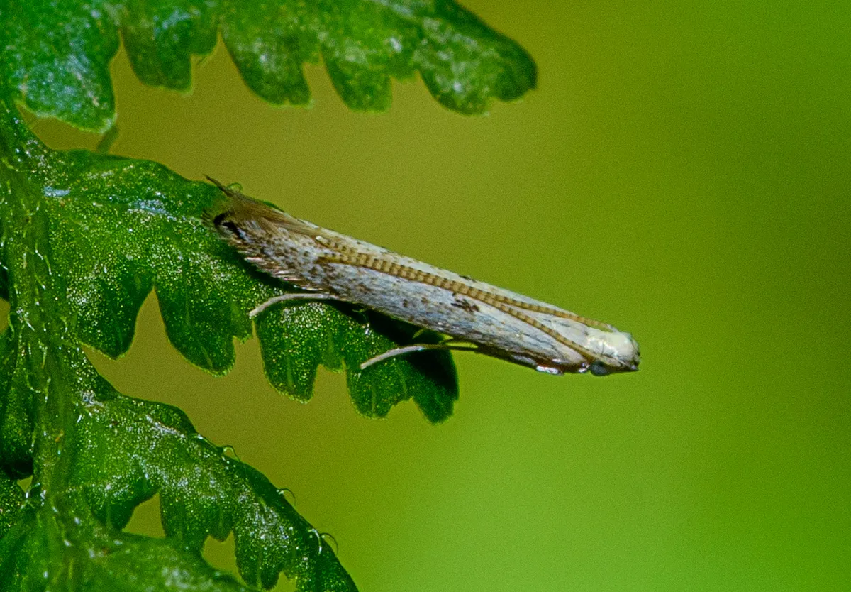 Batrachedra psithyra - photo 2