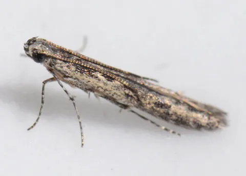 Batrachedra striolata - Hodges#1400