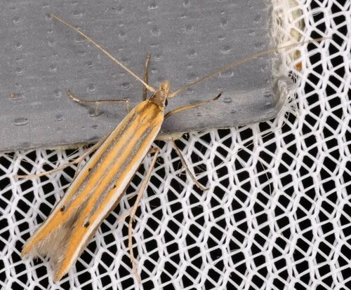 Batrachedra trimeris
