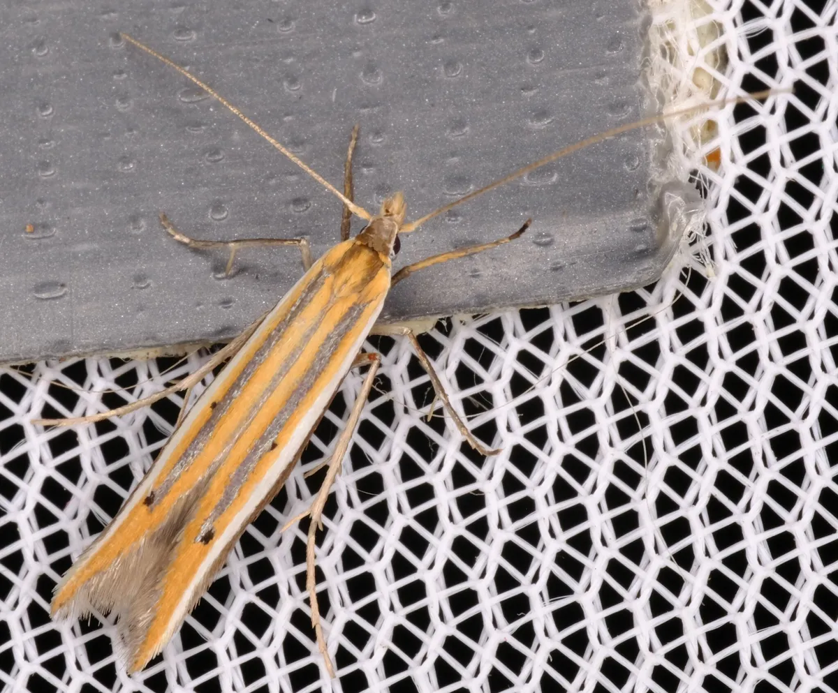 Batrachedra trimeris - photo 3