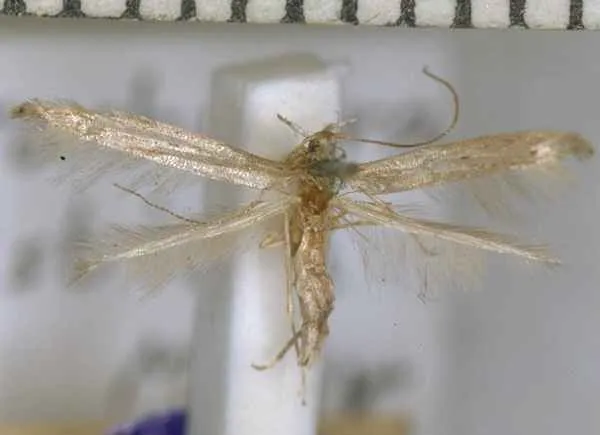 Batrachedra tristicta - photo 2