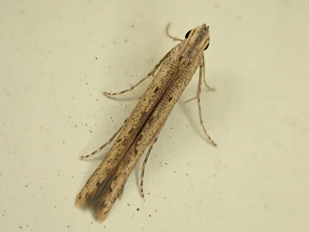 Batrachedridae - photo 2