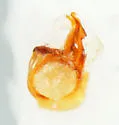Batriasymmodes armiger - photo 3