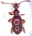 Batrisodes albionicus
