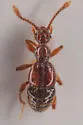Batrisodes albionicus - photo 3