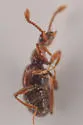 Batrisodes albionicus - photo 4