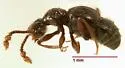Batrisodes beyeri