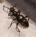 Batrisodes declivis