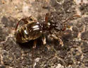 Batrisodes declivis - photo 2