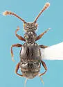 Batrisodes denticollis