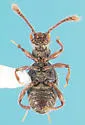 Batrisodes denticollis - photo 2