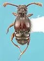 Batrisodes denticollis - photo 3