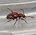 Batrisodes denticollis - photo 4