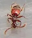 Batrisodes denticollis - photo 5