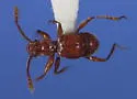 Batrisodes frontalis