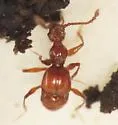 Batrisodes frontalis - photo 3