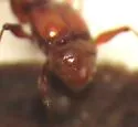 Batrisodes frontalis - photo 4