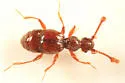 Batrisodes lineaticollis - photo 2