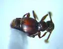 Batrisodes lineaticollis - photo 3
