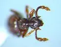 Batrisodes lineaticollis - photo 4