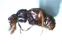 Batrisodes lineaticollis - photo 5