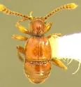 Batrisodes mendocino