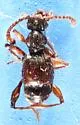 Batrisodes nigricans