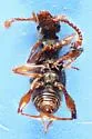 Batrisodes nigricans - photo 2