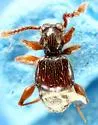 Batrisodes nigricans - photo 3