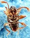 Batrisodes nigricans - photo 4