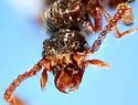Batrisodes nigricans - photo 5