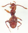 Batrisodes punctifrons - photo 2