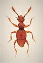 Batrisodes riparius - Batrisodes riparius