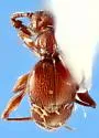 Batrisodes riparius - photo 3