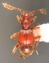 Batrisodes riparius - photo 5