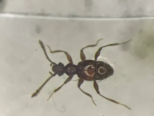 Batrisodes scabriceps - Batrisodes scabriceps