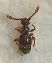 Batrisodes spretus - Batrisodes spretus